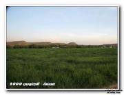 محمد الصعيب