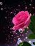 Doaa Fathy
