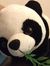Connie ML