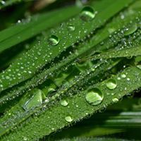 Мартин Пеев