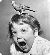 Skye Bird