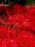 Chiʚïɞ ...