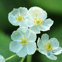 العقد الفريد