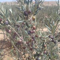 عبدالله سليمان