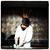 Rahul Rathi