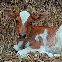 আশরাফুল আলম