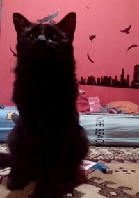 R Teguh