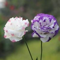 Үүрээ Үүрийчка