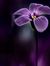 Asmaa G...