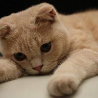 เก่งมาก 'เจ้าแมว'