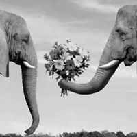 غادة إبراهيم