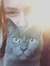 Vibeke