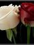 Maher R...