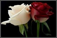 Maher Rawashdeh