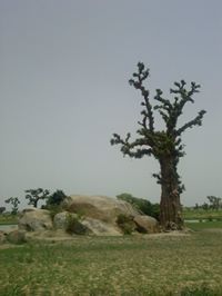 Umar Kumo