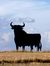 Bull Toro