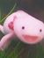 Maric