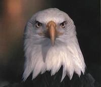 Eagle Eye