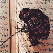 أسماء  الشيخ 