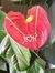 Hoda Zoubi