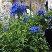 Caroline Scheuermann