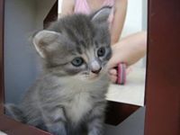 Vaishnavi Kumaravelu