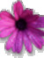 Anne H