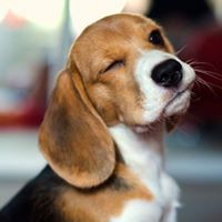 أميمة أميمة