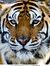 Tiger D...