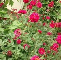 Chandamona Muthusamy