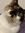 Catspjamas