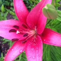 Лика Могилевская