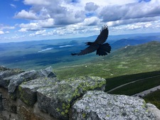 Mena Coles-Carruthers