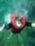 Noor Noor