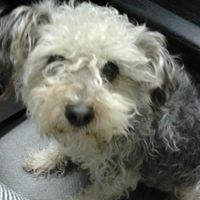 Angélica Dueñas García