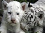 Luisa