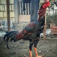 كەڵەشێرە کانم