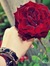 Wafa