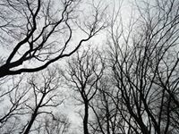 Λευτέρης Παπαδόπουλος