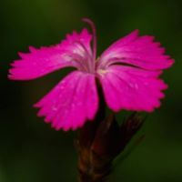 Cornelia Costache