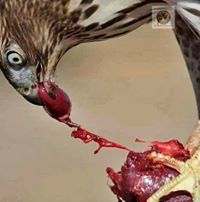 محمد الدحنوس