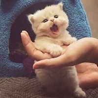 نور القراءن