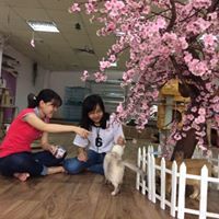 Van Anh