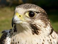 الجارح الليبي