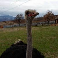 Християна Драгнева