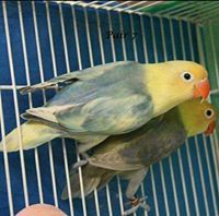 خالد السلعاوي