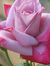 Abida K...