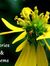 Lynda L...
