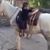 Ahmed Ahmed
