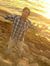 Ankush ...